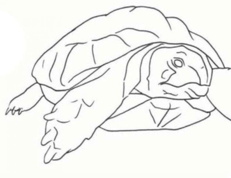 Як намалювати черепаху простим олівцем.  Конспект заняття з малювання «Черепашки» в техніці «пуантилізм.  Самостійна діяльність дітей