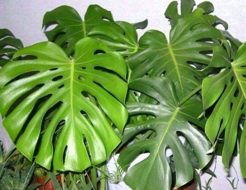 Nega Trimati Monstera uyda bo'lolmaydi?  Monstera - bu odamlarga salbiy in'ektsiya