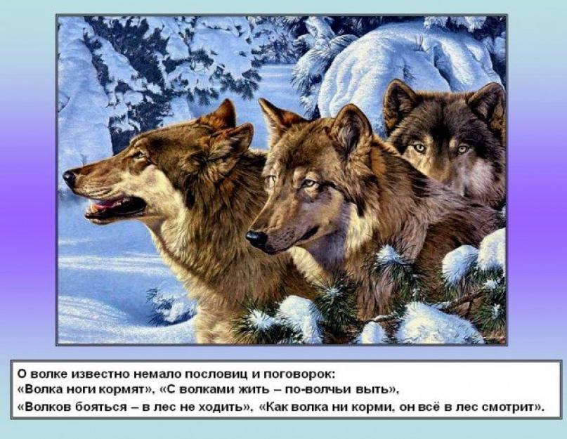 பிரிஸ்லிவ்'я з вовками жити по вовчі вити.  З вовками жити по вовчому вити.  Застосування вираження у літературі