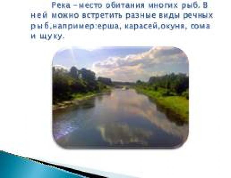 Prezentare pește de râu pentru copii.  Prezentare – Proiect fluvial al studiului „Lumea minunată a peștilor.  Planul de implementare a proiectului