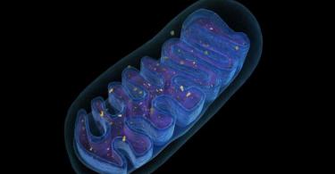 Byla nalezena mitochondriální dichotomie a oxidová fosforylace přenosu elektronů