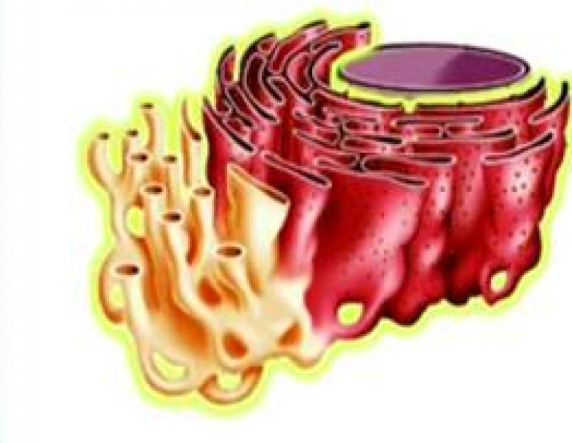 Будова клітини.  Гольджі комплекс.  Ендоплазматична мережа.  Лізосоми.  Клітинні включення.  Будова та функції ендоплазматичної мережі Що таке епр у біології