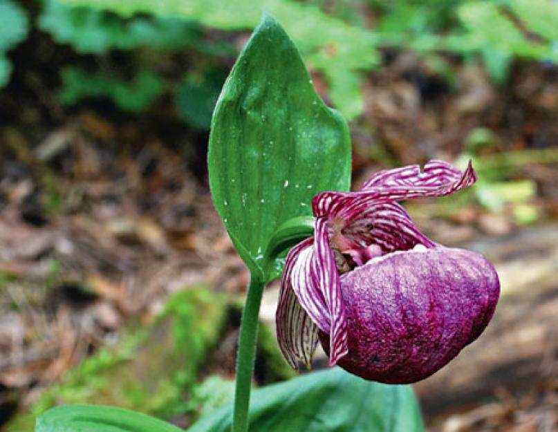 Cizma lui Venus este umflată.  Cherekul lui Venus umflat (Cypripedium ventricosum) și Cherekul lui Venus cu flori mari (Cypripedium macranthon).  Aflați materialul săditor