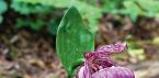 Венерін черевик здутий (Cypripedium ventricosum) і Венерін черевик крупноквітковий (Cypripedium macranthon)