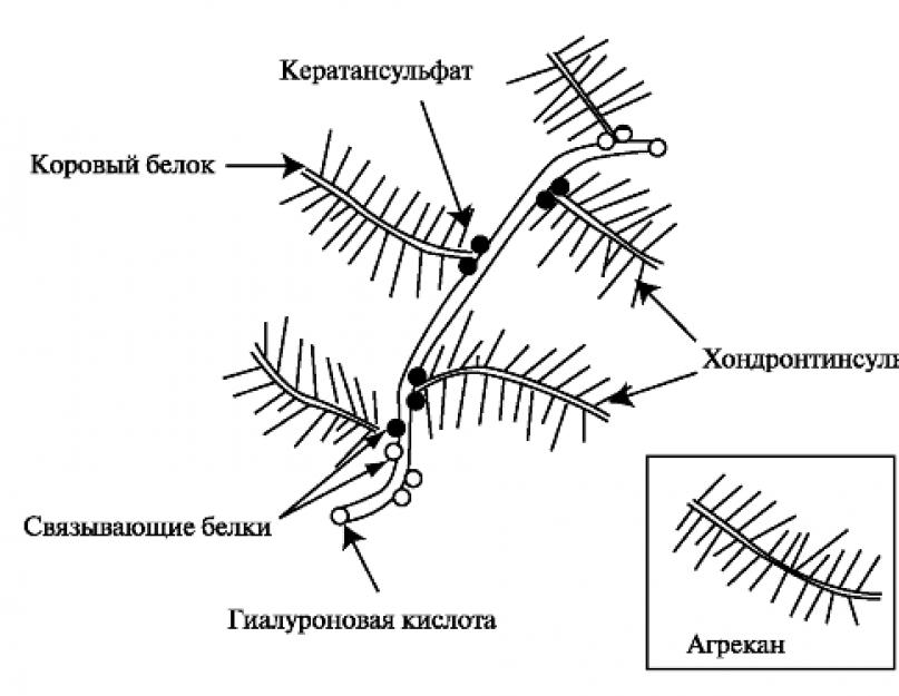 Функції хрящової тканини в людини.  Склад хрящової тканини.  Будова міжклітинної речовини хряща