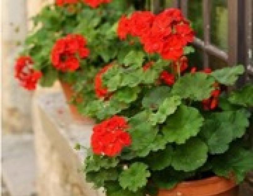 Visezi la Geranium?  Tlumachennya visează despre muşcate