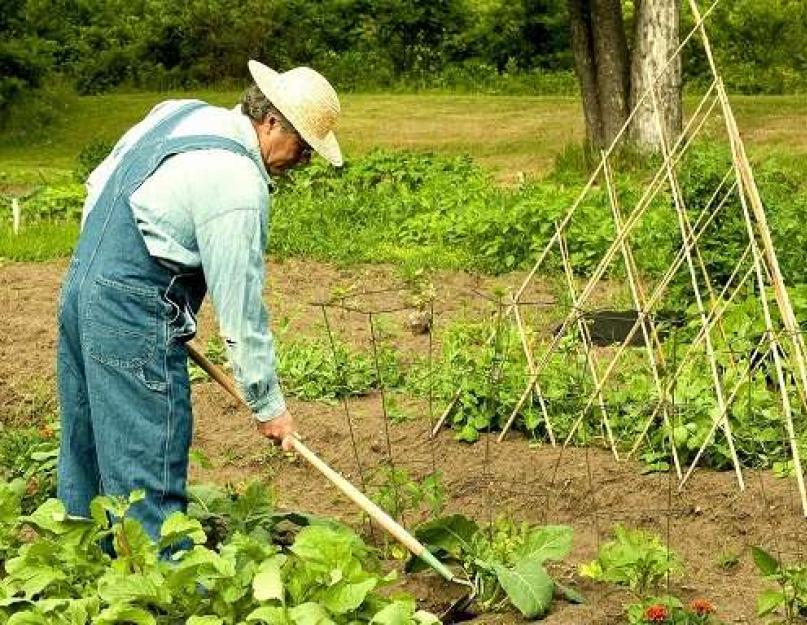 Yakul luptă împotriva exercițiului rău'янами - пирієм, осотом та іншими.  Геть прополку або як перемогти бур'яни.